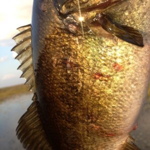 Female Bass Off of Bed