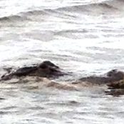 Shirley Rishel 0513131