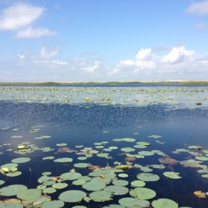 Lake Okeechobee Lily Pads