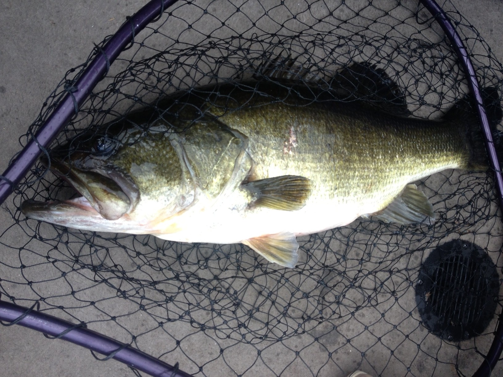 Big Bass on Lake Okeechobee - Lake Okeechobee Bass Fishing Guides