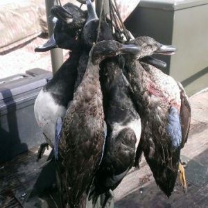 Duck Hunting