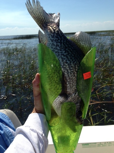 Big Slab Crappie - Lake Okeechobee Bass Fishing Guides