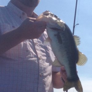 Puryear0315144 (480x640)