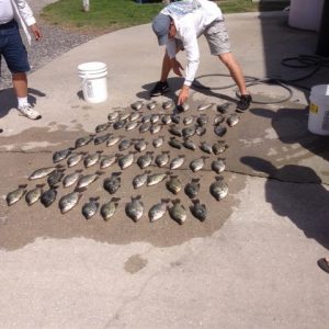 Brad033014 (480x640)