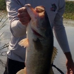 blake052014 (256x640)