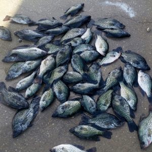 Brad0220151 (640x591)