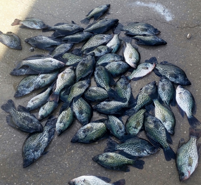 Crappie Bite Still Strong - Lake Okeechobee Bass Fishing Guides