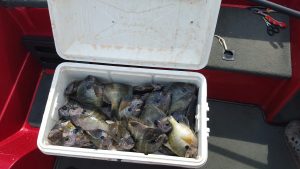 Capt. Allen Duke's Cooler full of Bluegill