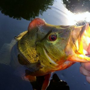 south-florida-peacock-bass-fishing-3